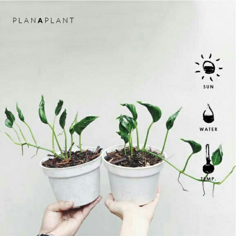 epipremnum shangrila