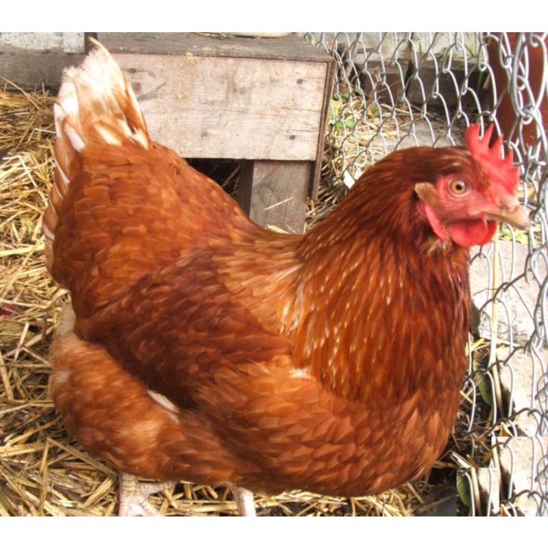 ayam merah, ayam telur afkir, ayam afkir, ayam potong, ayam hidup, ayam merah hidup