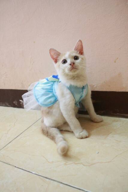 Dress frozen V.1 untuk kucing &amp; anjing /Jual Baju Kucing Terlengkap &amp; Berkualitas size S-XL