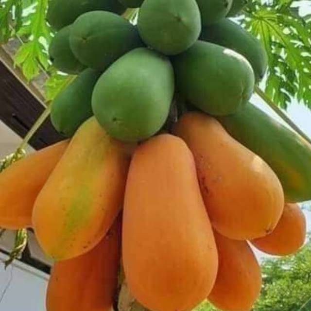 trihartini93