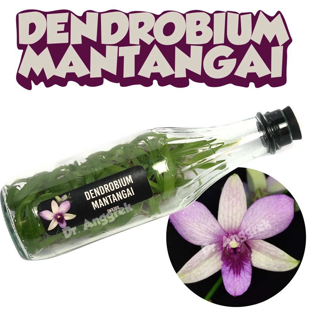 Bibit Anggrek Dendrobium Dalam Botol Mantangai