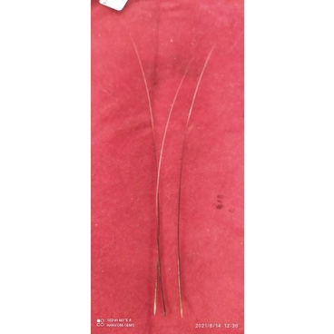 Kumis macan atau Harimau panjang 13 SD 14 cm