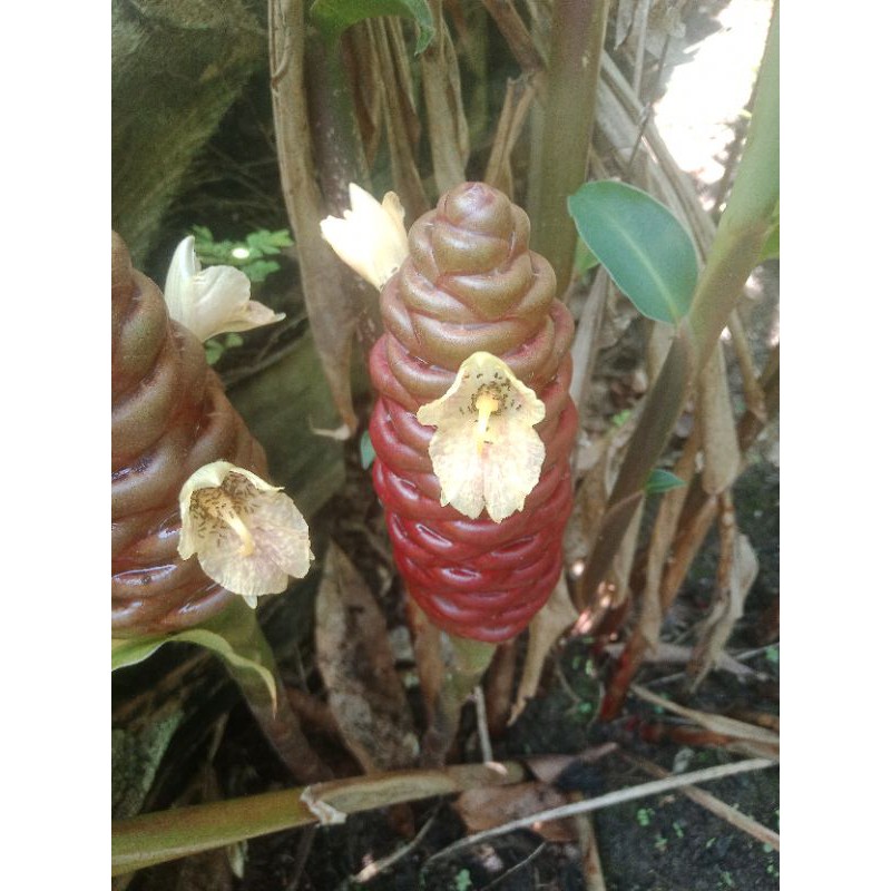 bangle/panglai hitam