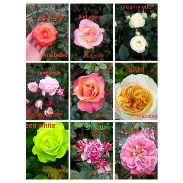 Paket Mawar Import Isi 4 Pohon