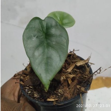 tanaman hias alocasia dragon silver anakan / baby