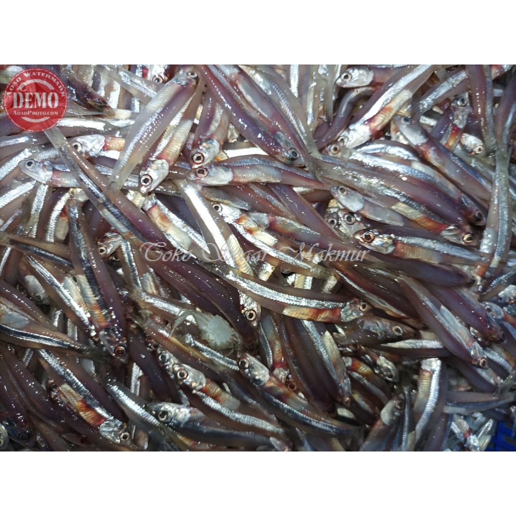 

Ikan Teri Basah Segar Ikan teri Jengki Basah Ikan Teri 1Kg Ikan Laut Segar