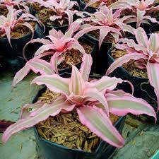 Kriptantus Pink - tanaman cryptanthus pink - BAKUL KEMBANG