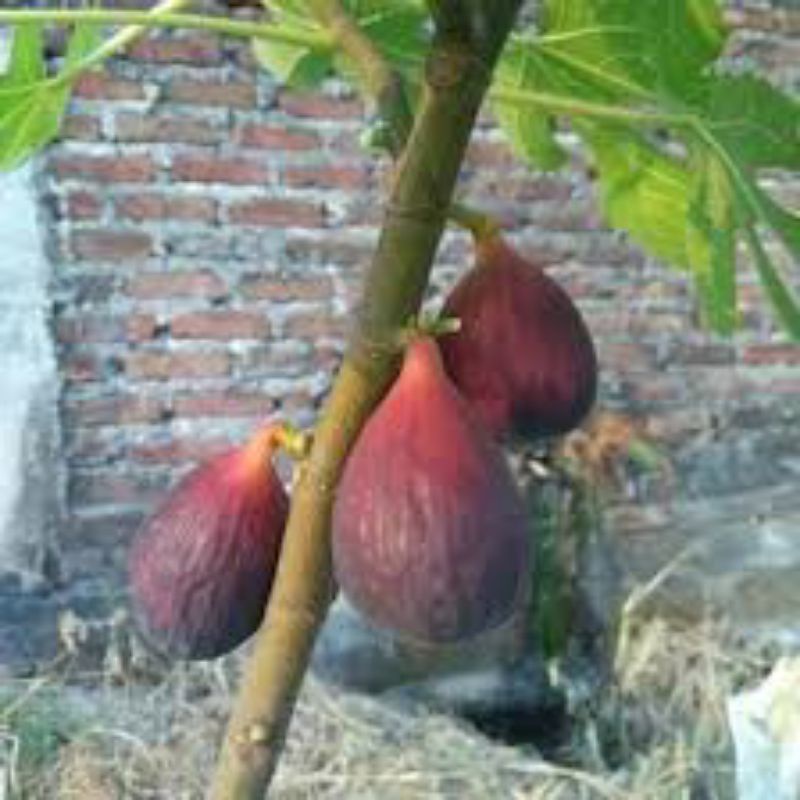 bibit pohon buah tin cangkok merah super jumbo SUJU
