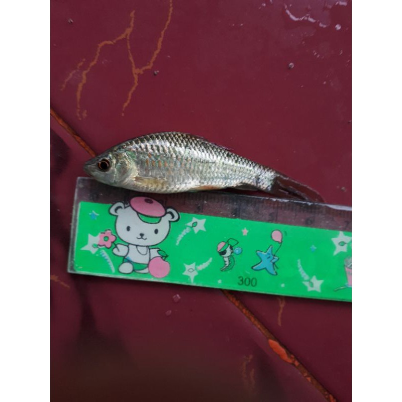 Ikan nilem terapi