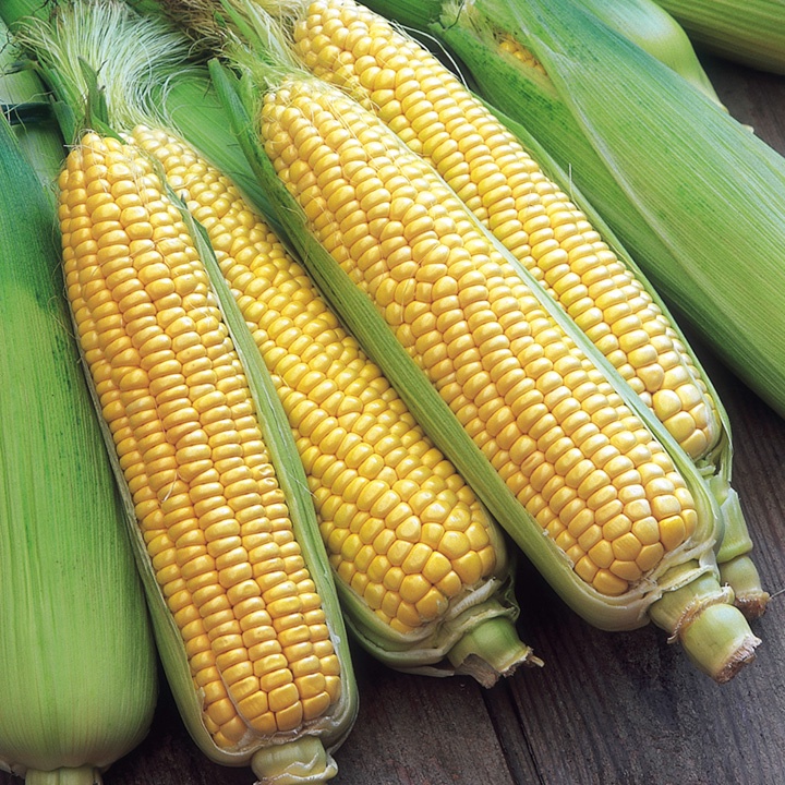 Benih Bibit Biji - JAGUNG MANIS Kuning Premium F1 Super Sweet Yellow Corn Seeds - Panen Dalam 55 HST