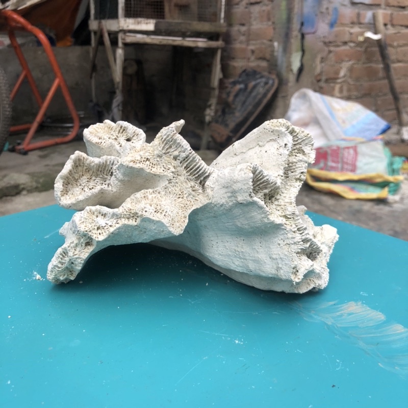 BATU KARANG BENTUK BUNGA MEKAR/ HIASAN AQUARIUM/ AKSESORIS AQUASCAPE /RUMAH IKAN HIAS