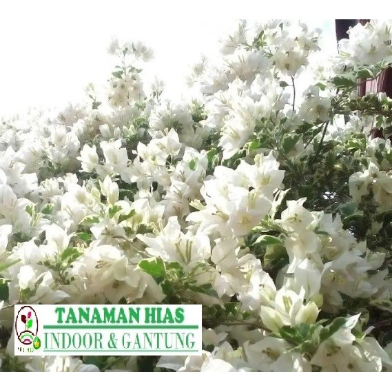 Tanaman Hias Bunga Putih Bougenville White Singapore Tanaman Kertas tanaman hias