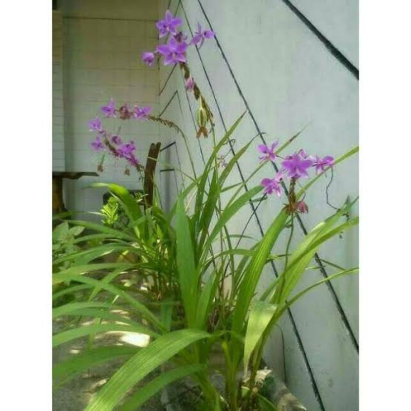 tanaman anggrek tanah/pohon anggrek tanah