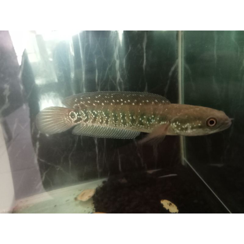 ikan channa asiatica ws 12-14 gondrong