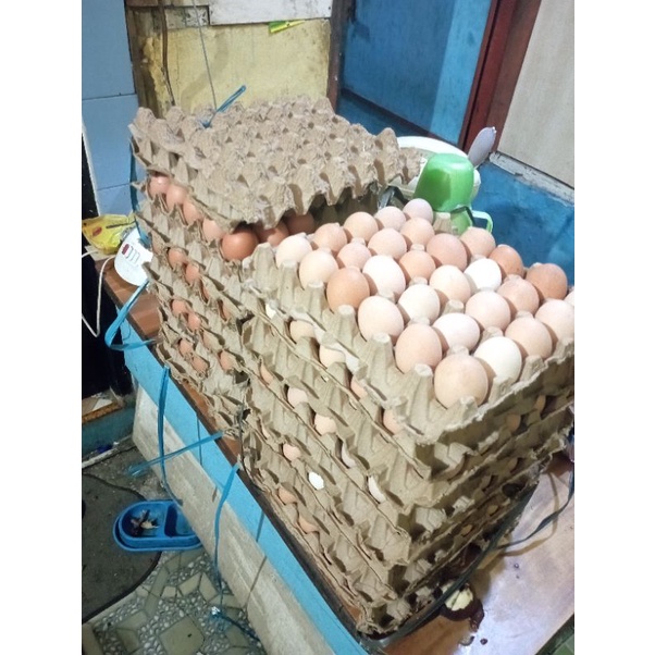 

Telur Ayam 1 pcs