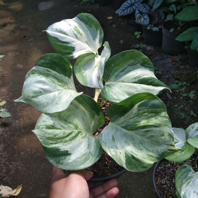 Tanaman Hias Sirih Manjula / Sirih Keong Rimbun