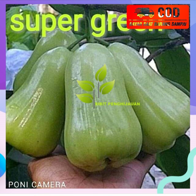 Bibit buah jambu air super green