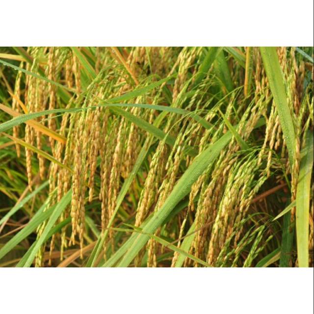 Benih padi ir 42/ PB 42 shang hyang sri / Yg lain 1 kg ( repacking )