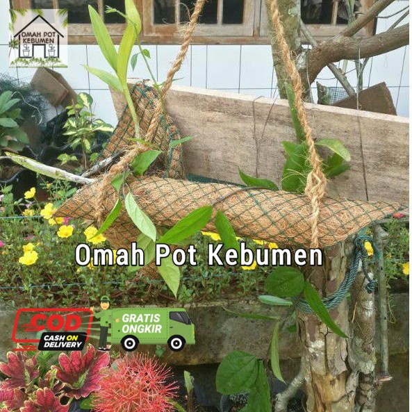 pot pohon rambat panjang sabut kelapa