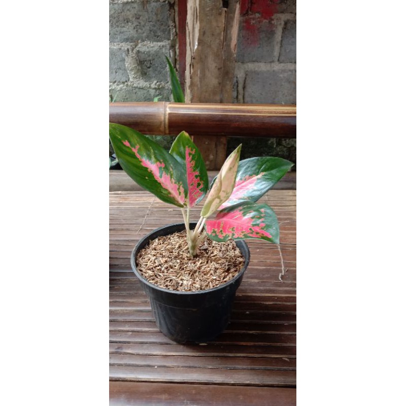 tanaman hias aglonema khocin / aglonema khocin