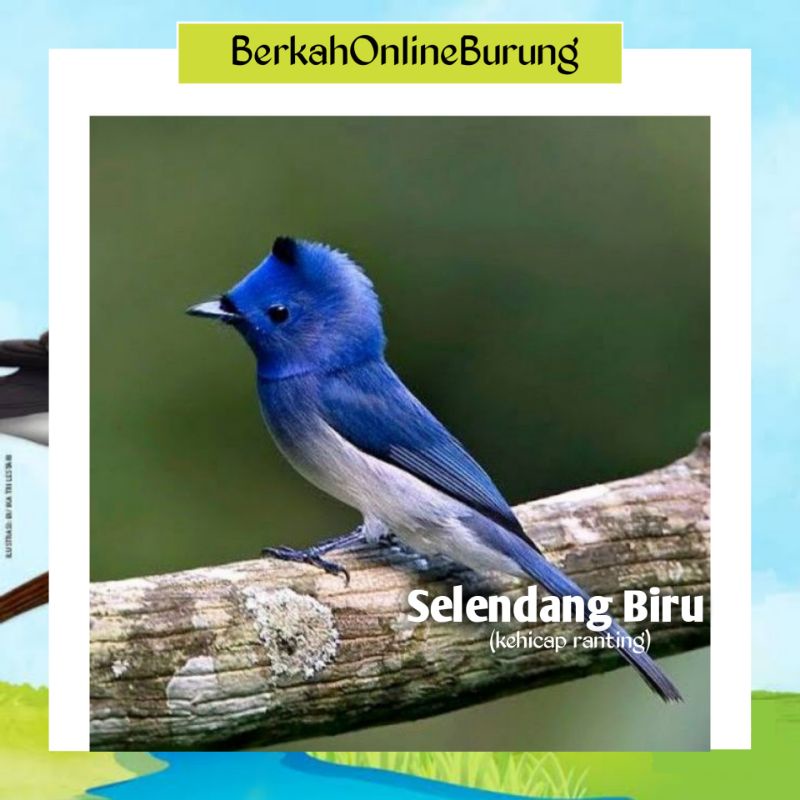 Burung Slendang Biru Jantan Betina Ready Rawatan