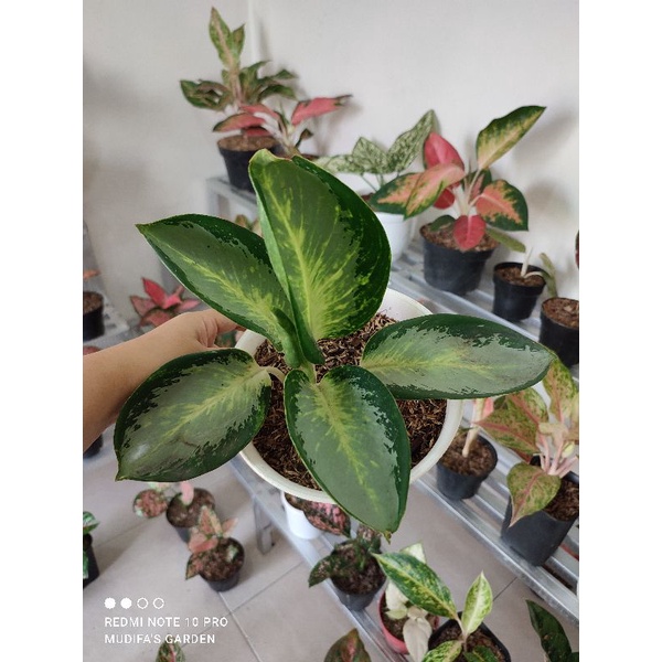 Aglaonema Green Bowl