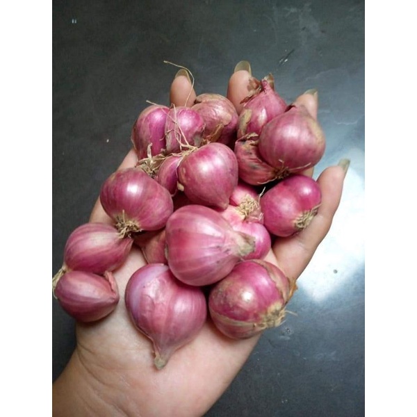 

bawang merah hasil panen