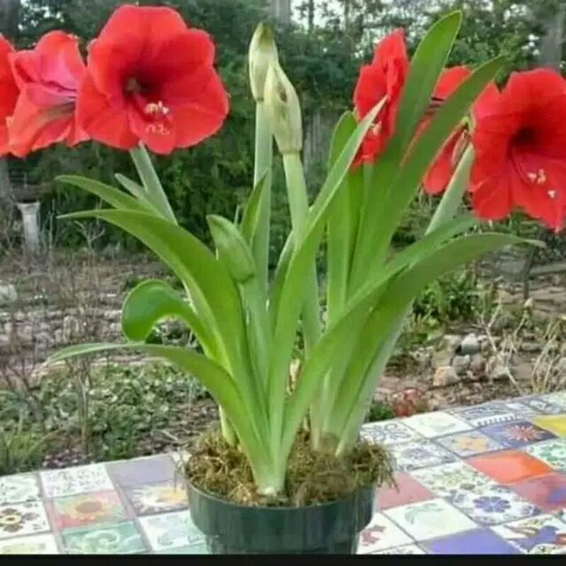 umbi bunga amarilis merah