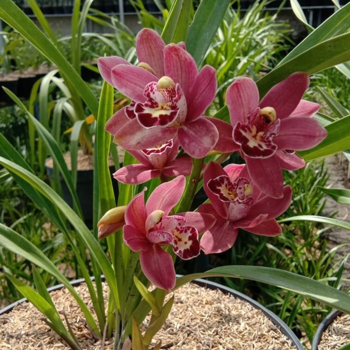 Bibit Benih Biji Bunga Anggrek Cymbidium Merah - Biji Tanaman Bunga Anggrek Cymbidium Merah - COD