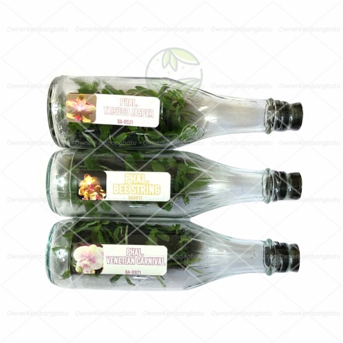 BIBIT ANGGREK BULAN BOTOL | anggrek bulan botol | anggrek bulan botolan
