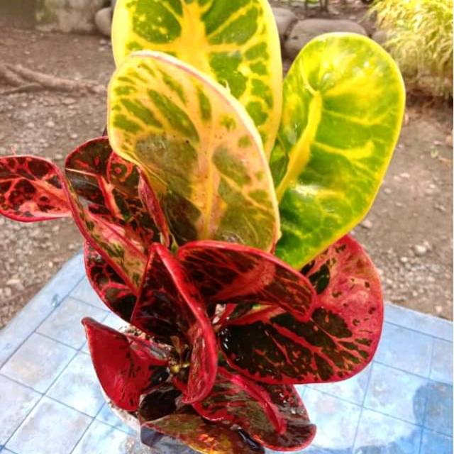 Tanaman hias puring apel merah