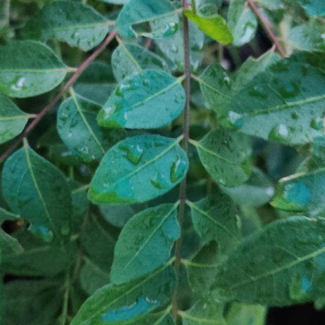 

(organik) Daun Kari/ Salam koja/temurui