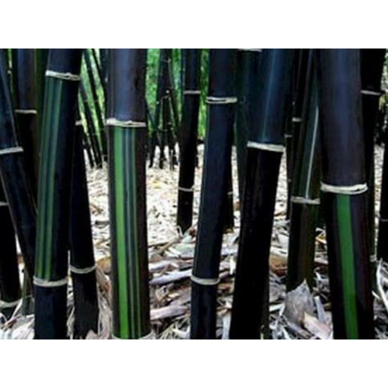 BIBIT Bambu Hitam/Bambu Wulung