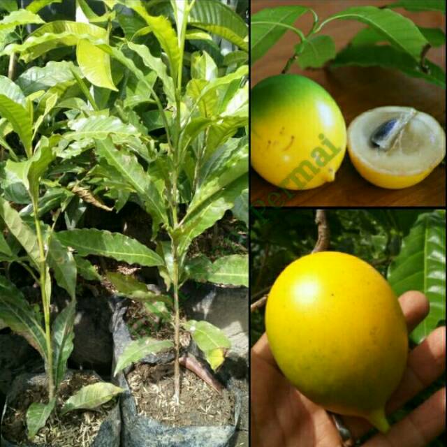 Bibit Tanaman Buah Abiu