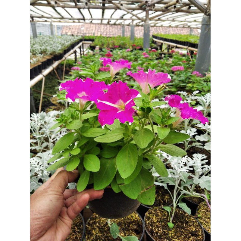 Tanaman hias petunia