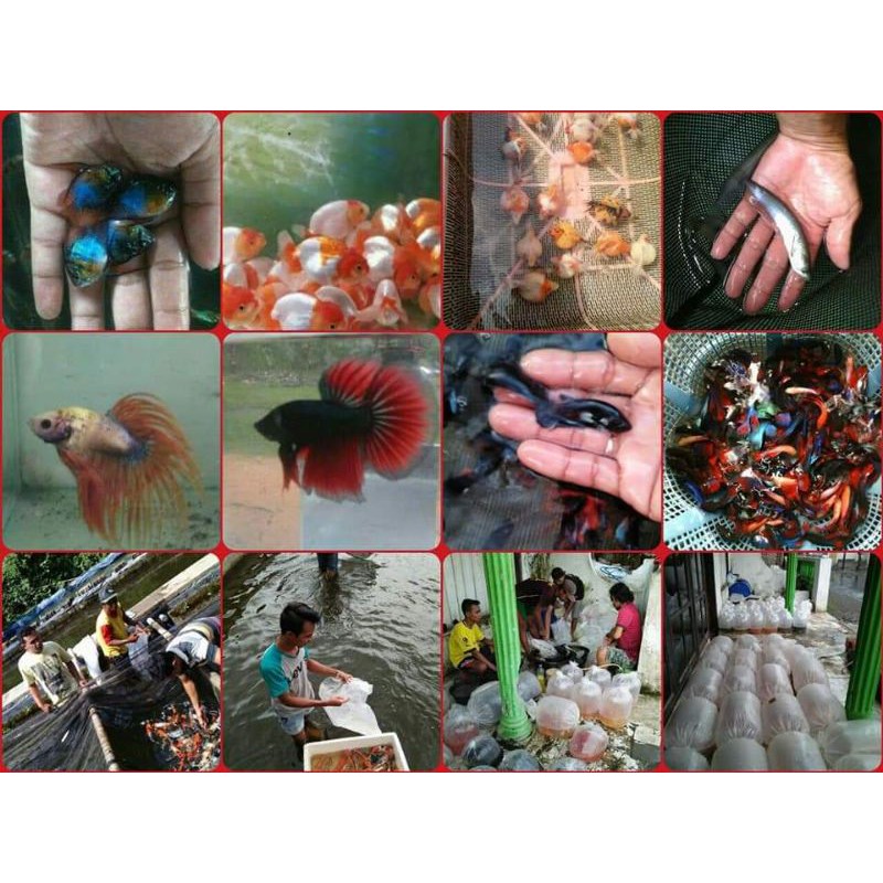 IKAN HIAS TULUNGAGUNG SUPER