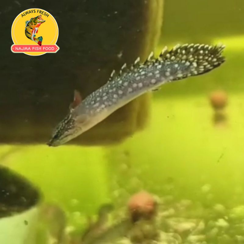 Ikan Palmas Polli Murni Termurah