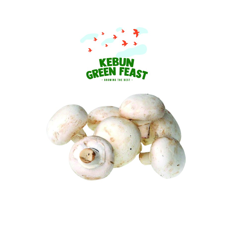 

Jamur Champignon