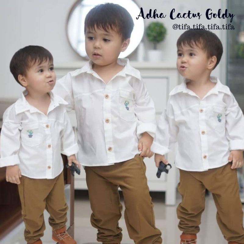

adha cactus goldy