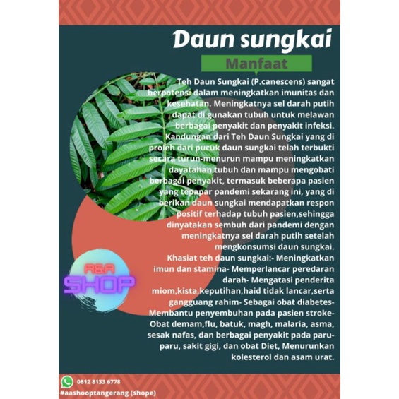 

DAUN SUNGKAI ORIGINAL~HUTAN JAMBI