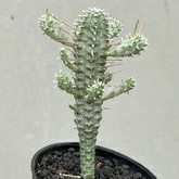 Kaktus Euphorbia Mammilaris Varigata