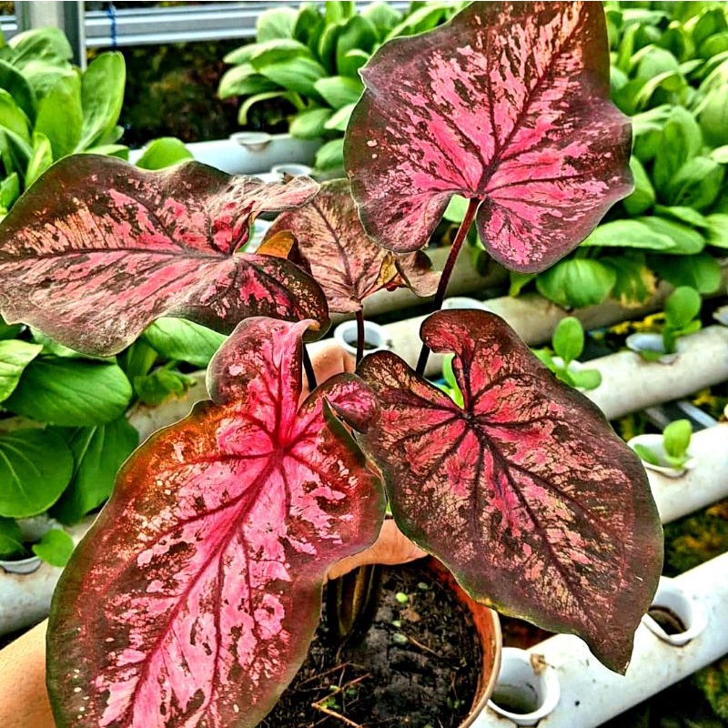Caladium Kurusetra / keladi hias / bunga keladi / tanaman keladi hidup /tanaman hias keladi / tanama