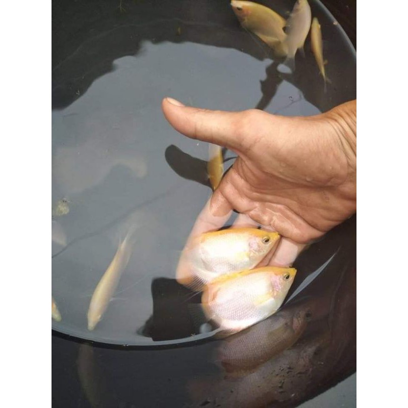 bibit ikan gurame padang