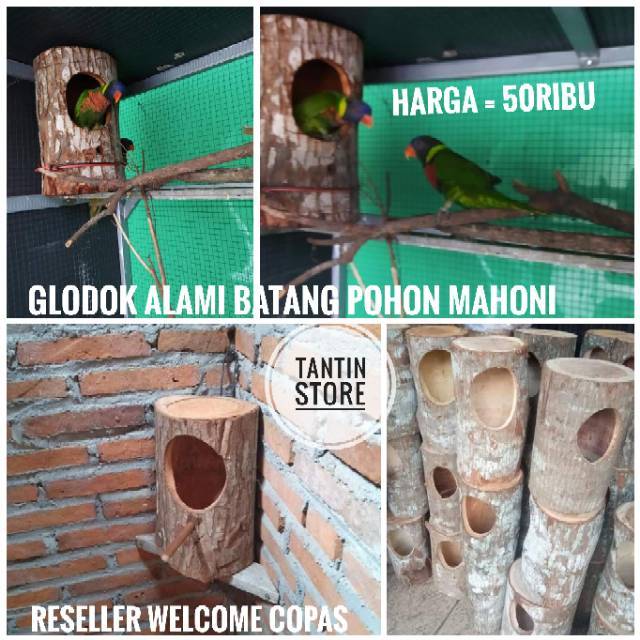 Glodok Alami Batang Pohon Untuk Burung Nuri