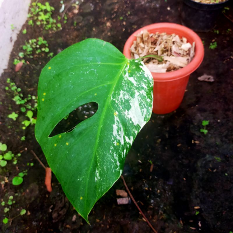 monstera varigata satu daun pancing