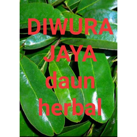 

DAUN SIRSAK DAUN NANGKA SABRANG DAUN HERBAL