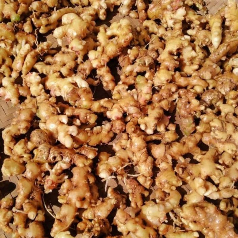 EMPRIT KUALITAS SUPER JOSS PEDAS DAN HANGATNYA HASIL PETANI BANGKIT SB (SUPER BUDIDAYA) MALANG