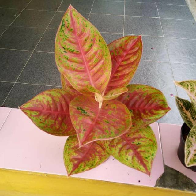 Pupuk aglonema cair nutrisi aglonema nema grow