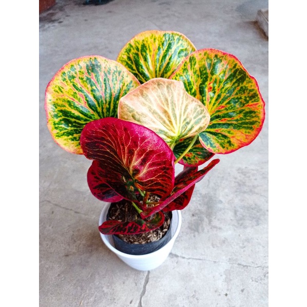 bibit tanaman hias bunga puring apel merah delima