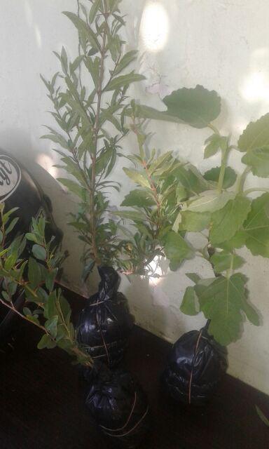 Bibit Tin Green Yordan Mumer